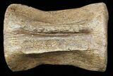 Struthiomimus Caudal Vertabrae - Montana #54907-1